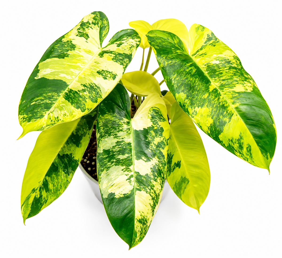Burle Marx Variegated