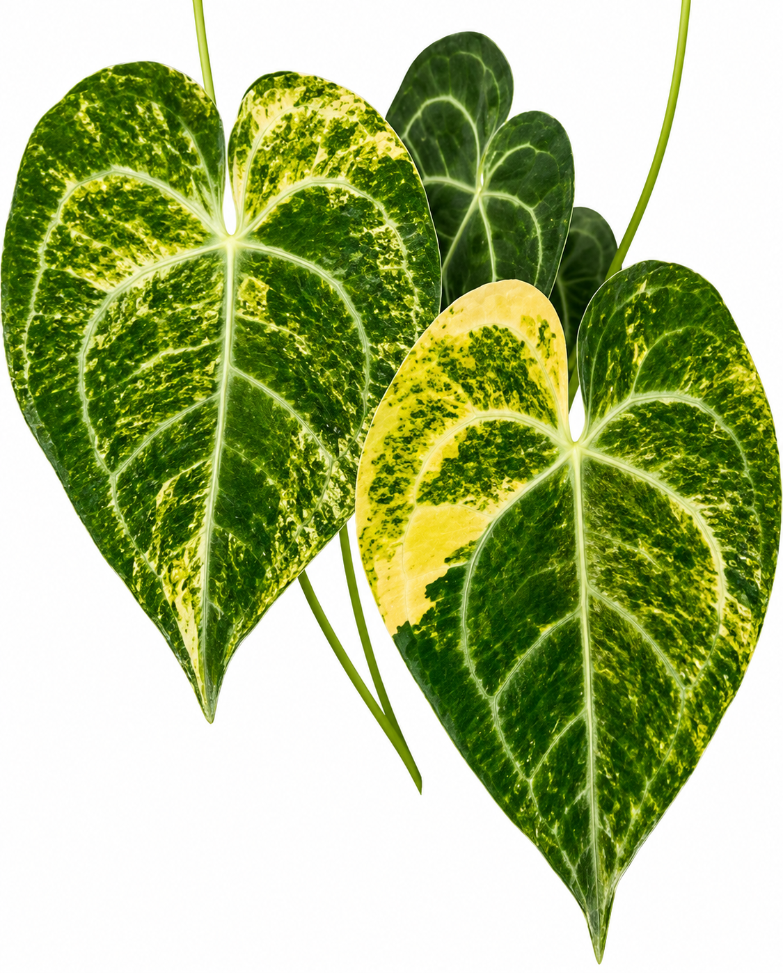 Clarinervium variegated