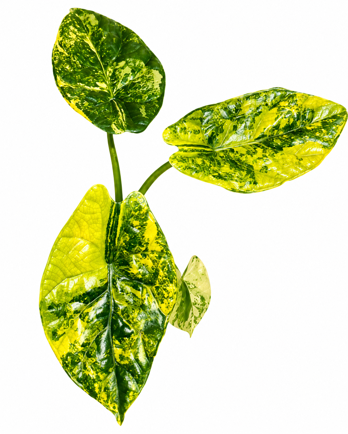 Sinuata Aurea Variegated