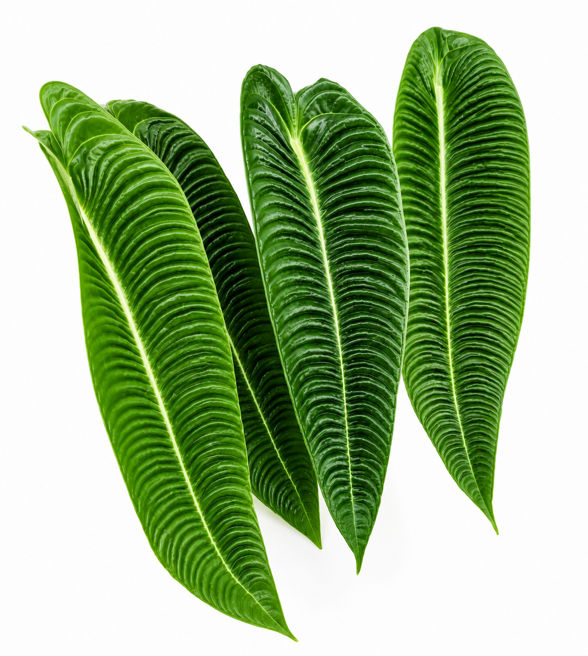 Veitchii