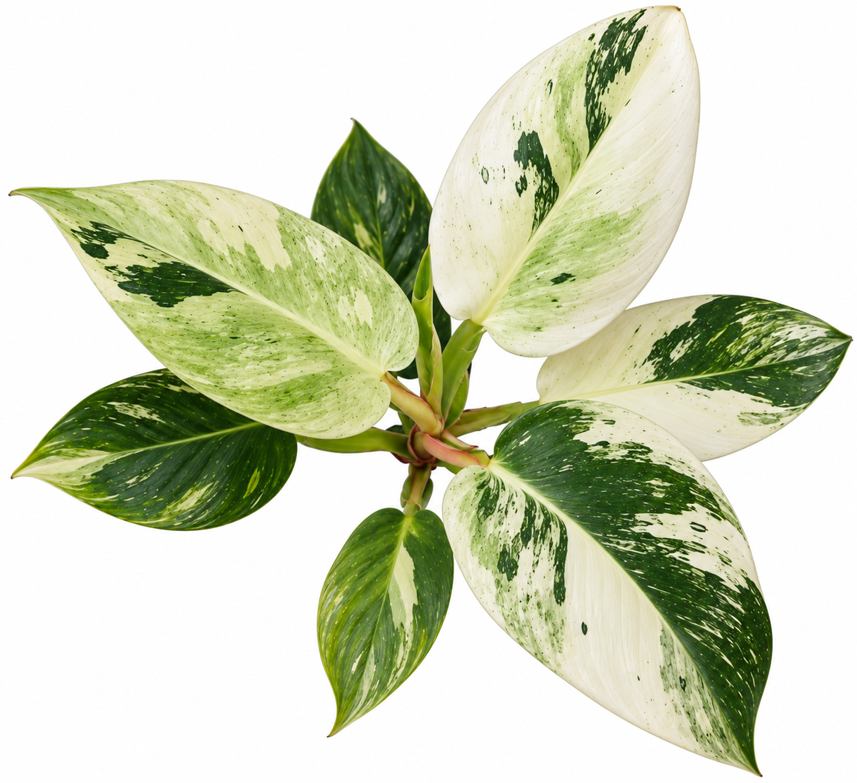 Philodendron White Princess Mint