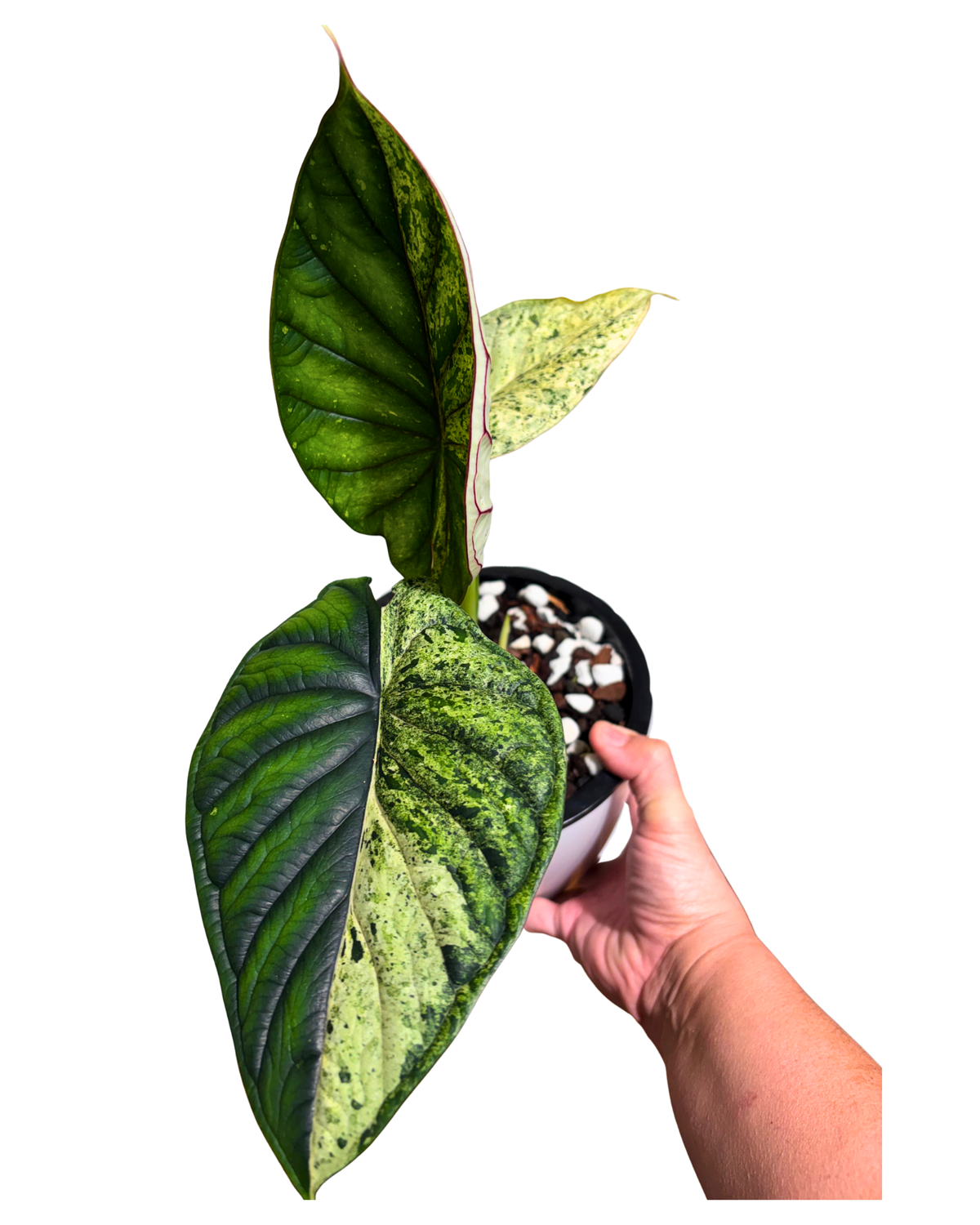 Dragon Scale Mint Variegated