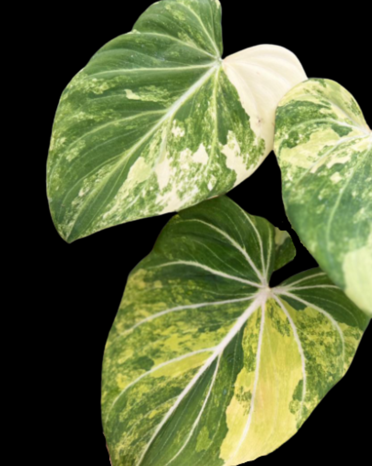 Gloriosum Variegated