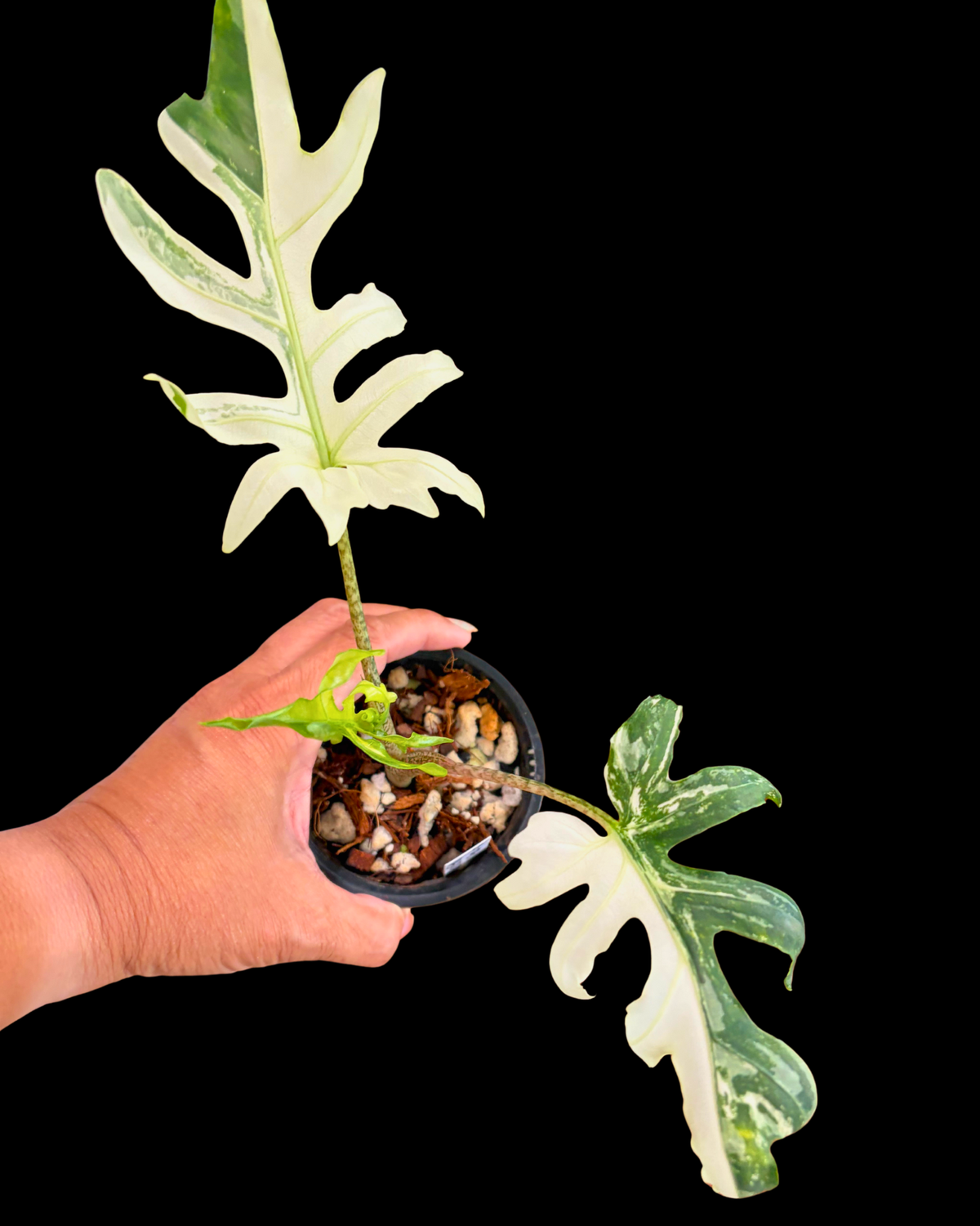 Brancifolia Albo Variegated