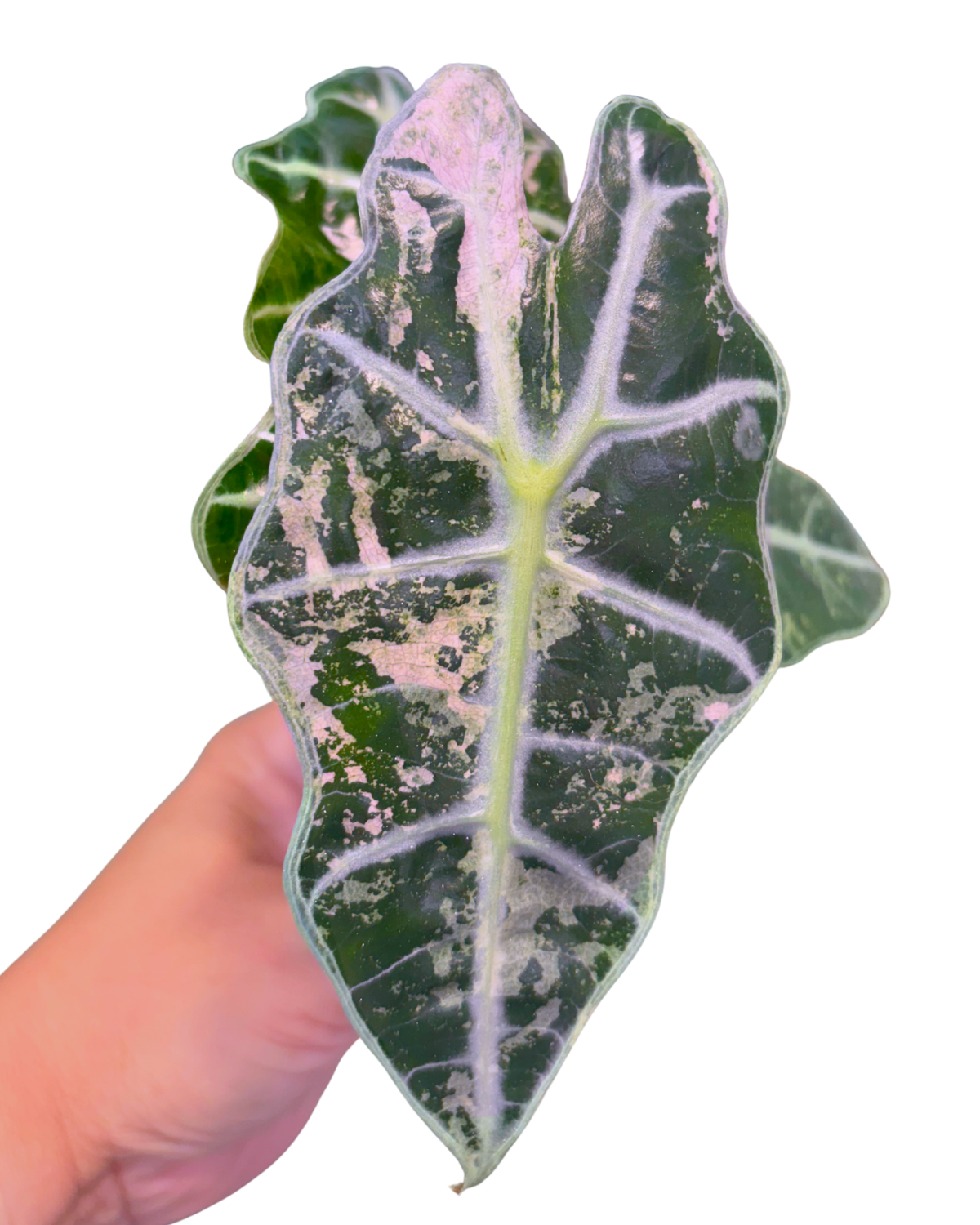 Polly Pink Snowflake Variegated