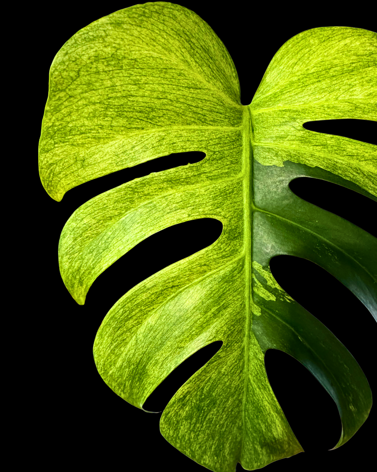 Monstera