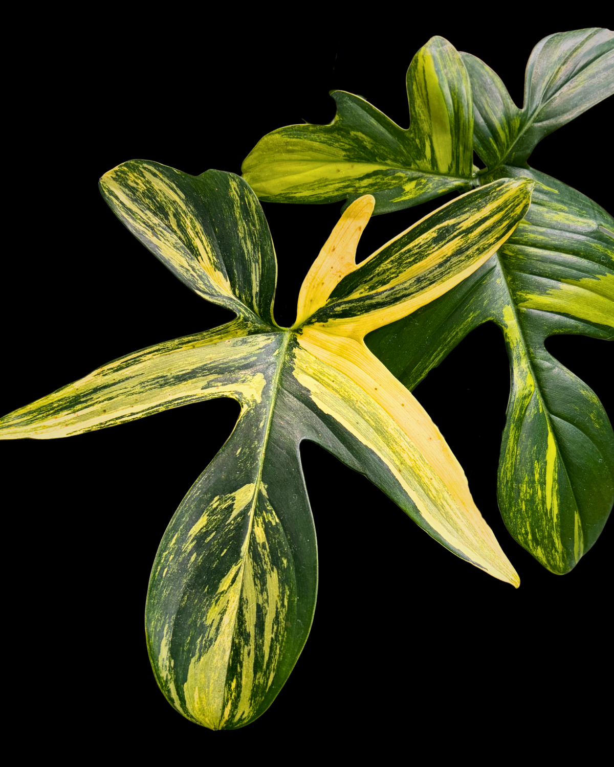 Philodendron