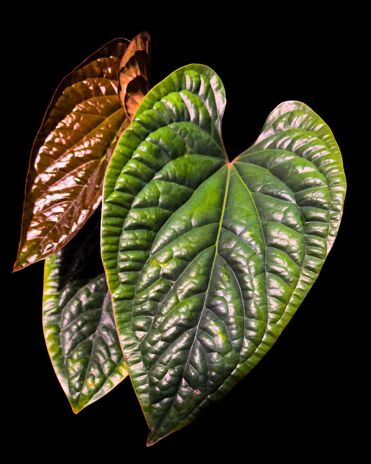 Anthurium
