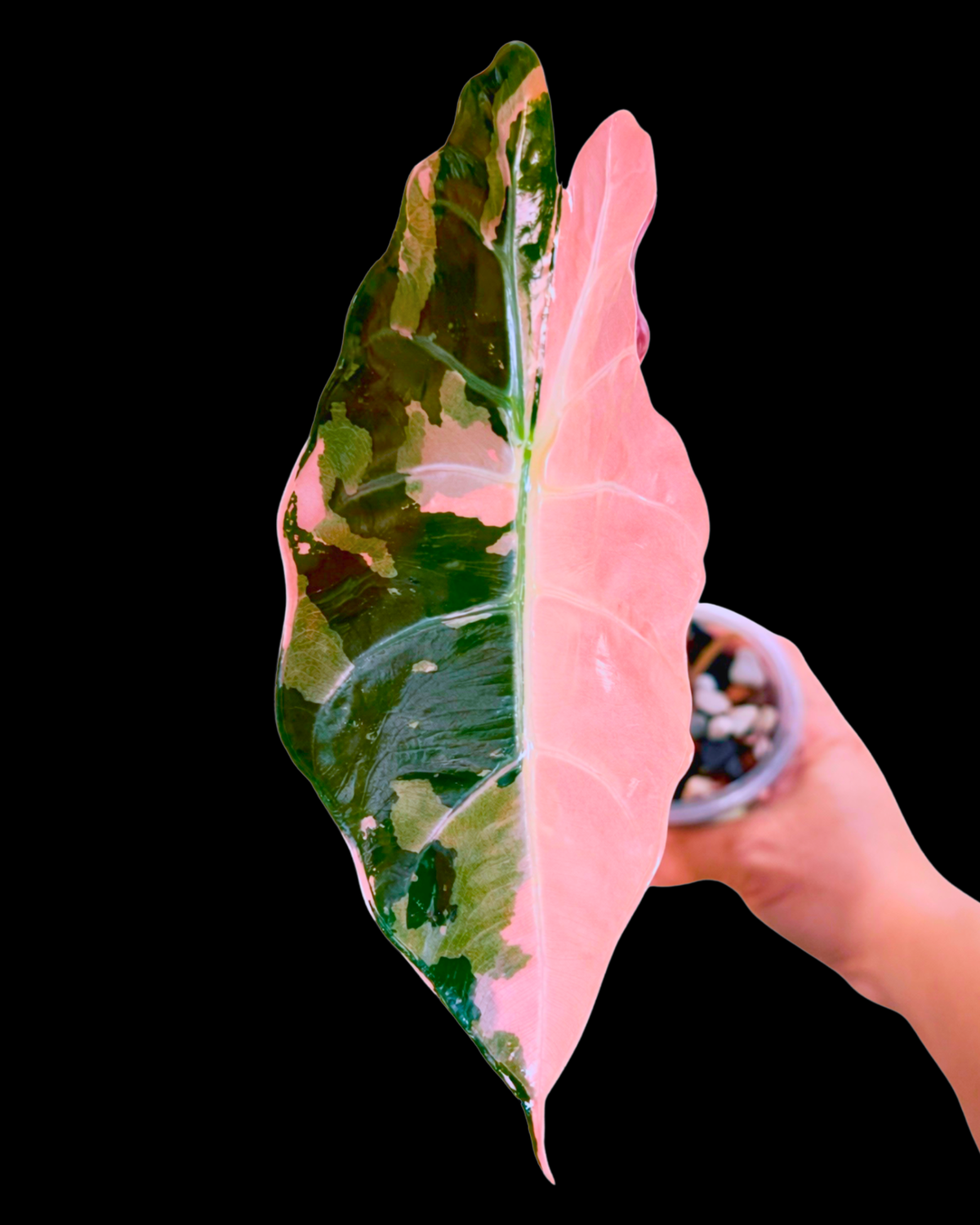 Alocasia