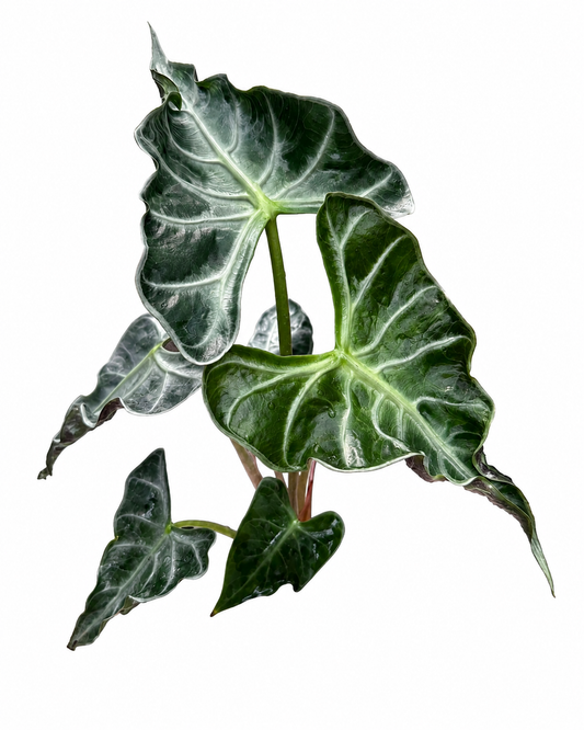 Alocasia Loco