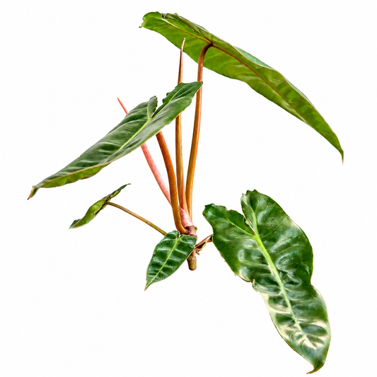 Philodendron Billietie Green