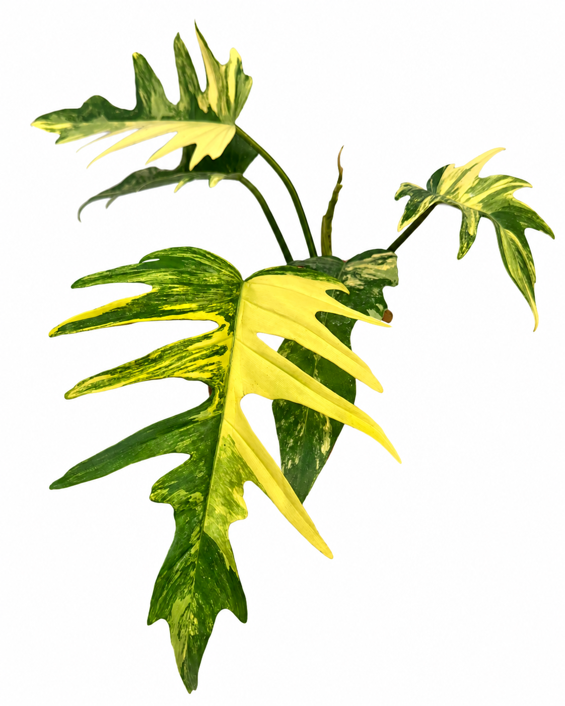 Philodendron Florida Beauty x Tortum