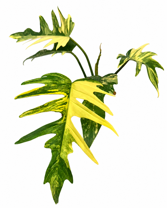 Philodendron Florida Beauty x Tortum