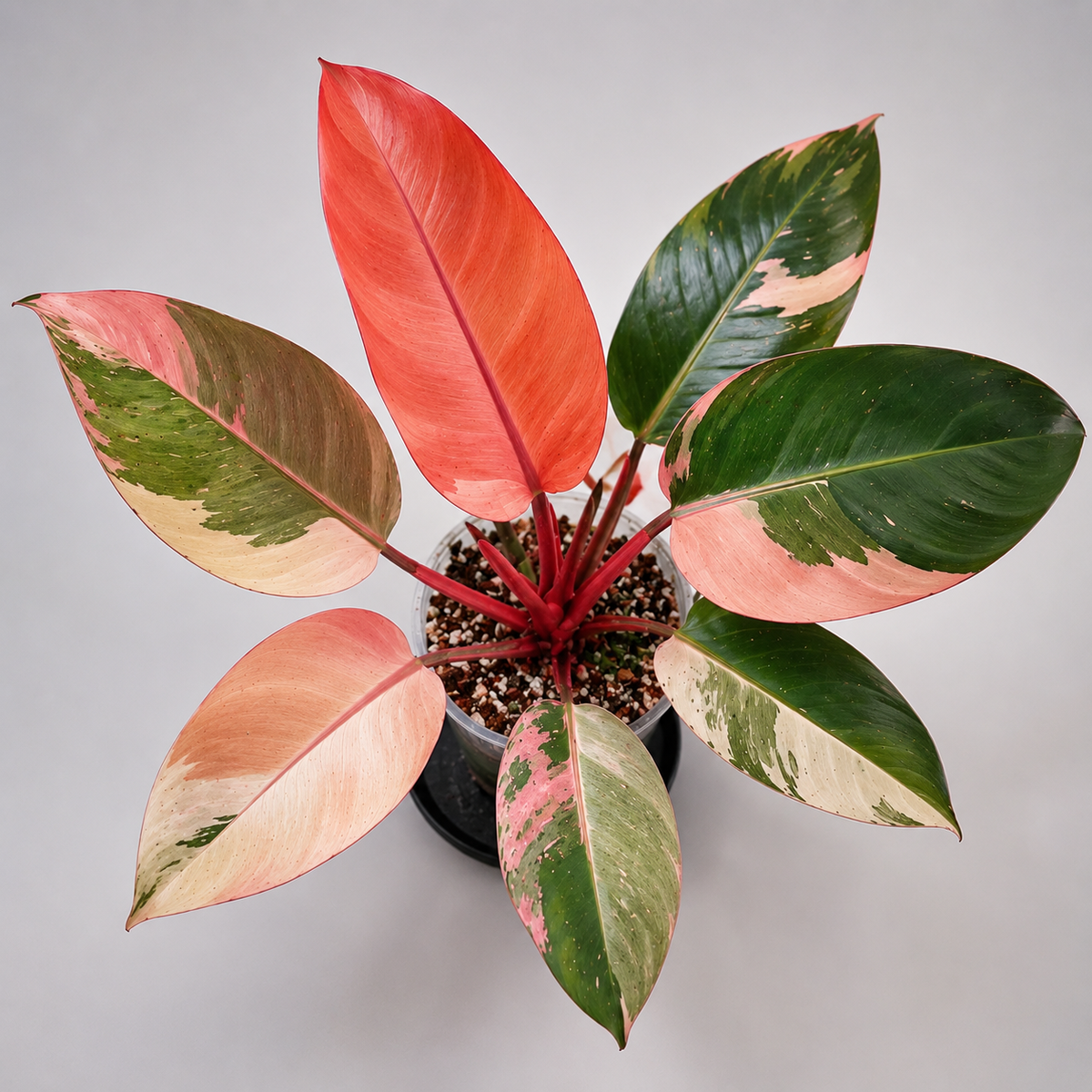 Red Congo Variegated