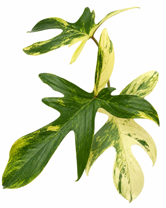 Florida Beauty Variegated