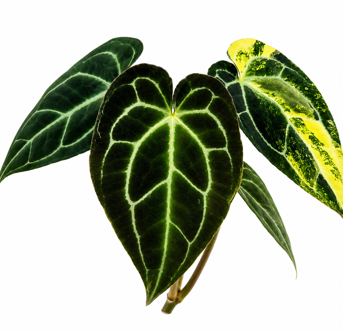 Magnificum X crystallinum Dark Form Variegated