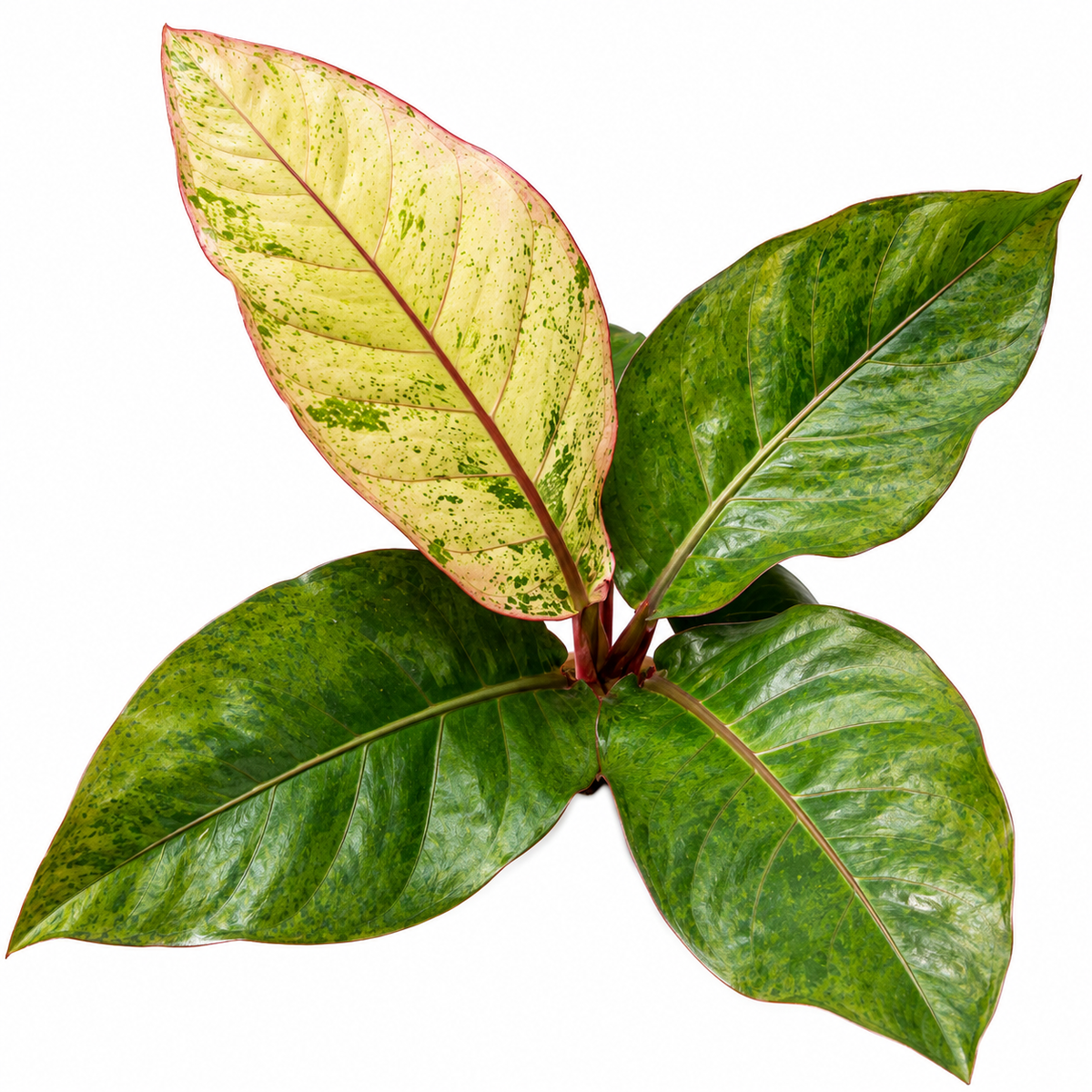 Hookeri variegated