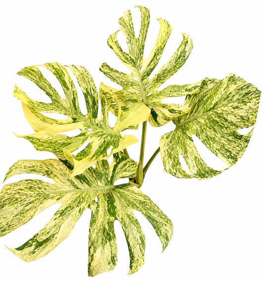 Legacy Variegata
