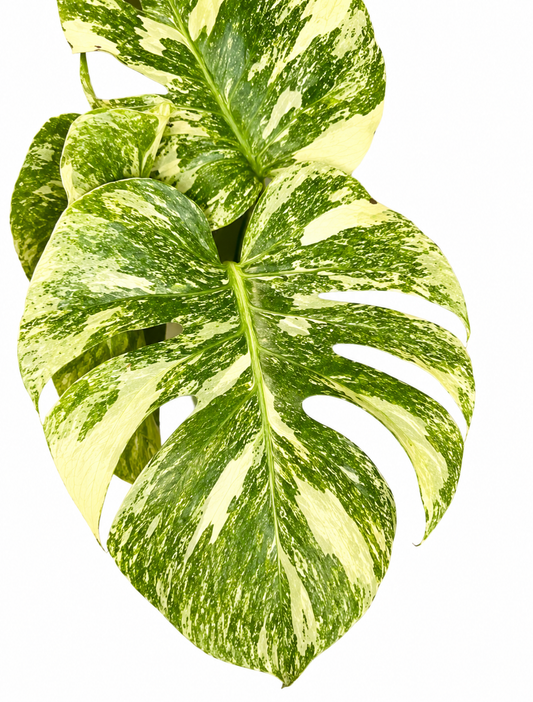 Delisiosa Green Snow
