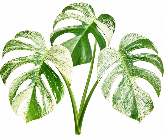 Deliciosa Mint