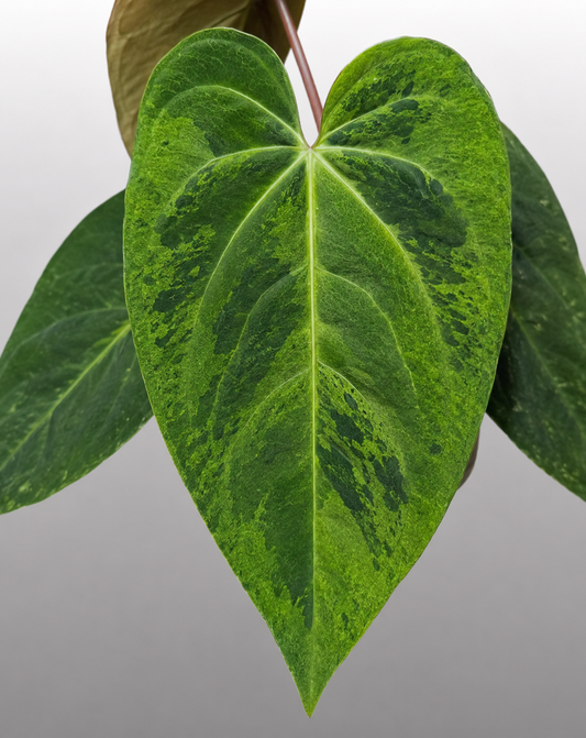 Dark Phoenix Mint Variegated