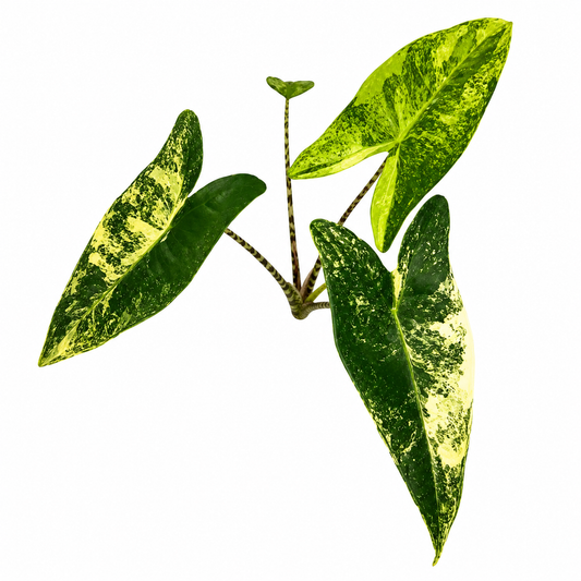 Zebrina Aurea Variegated