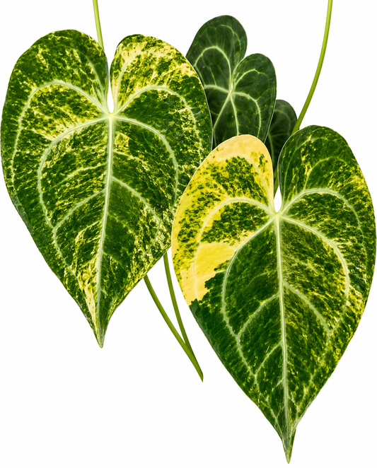 Clarinervium variegated