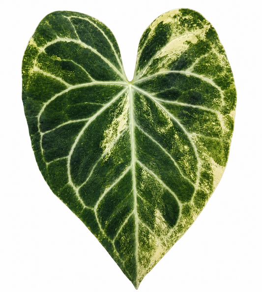 Clarinervium King Variegated