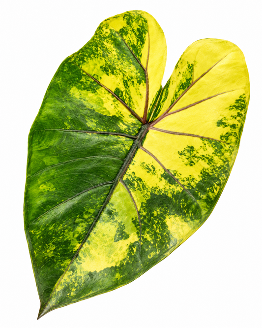 Yucatan Princess Aurea Variegated