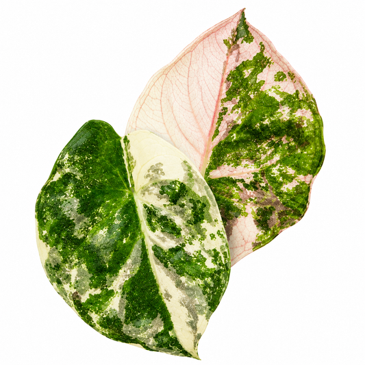 Wentii Pink Variegated