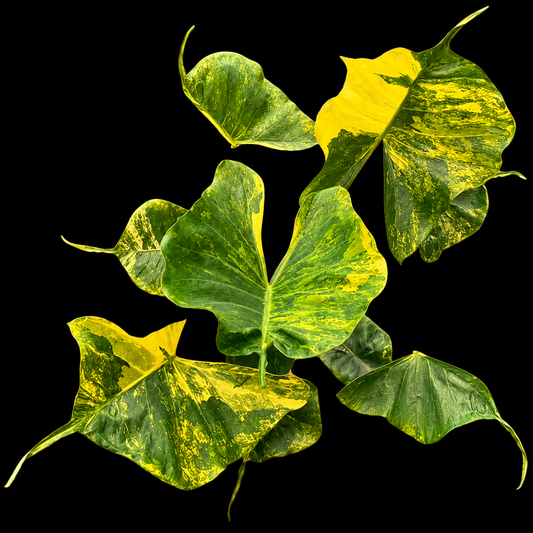 Stingray Aurea Variegated