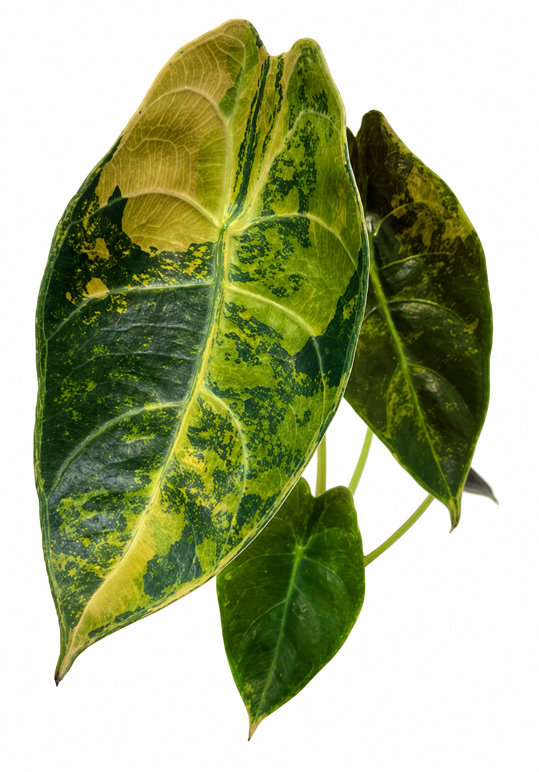 Sedenii Aurea Variegated