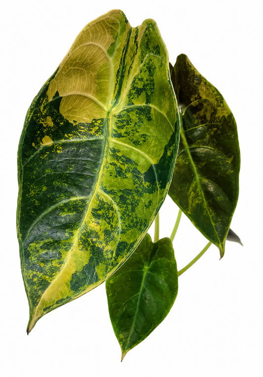 Sedenii Aurea Variegated