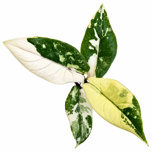 Scalprum Albo Variegated