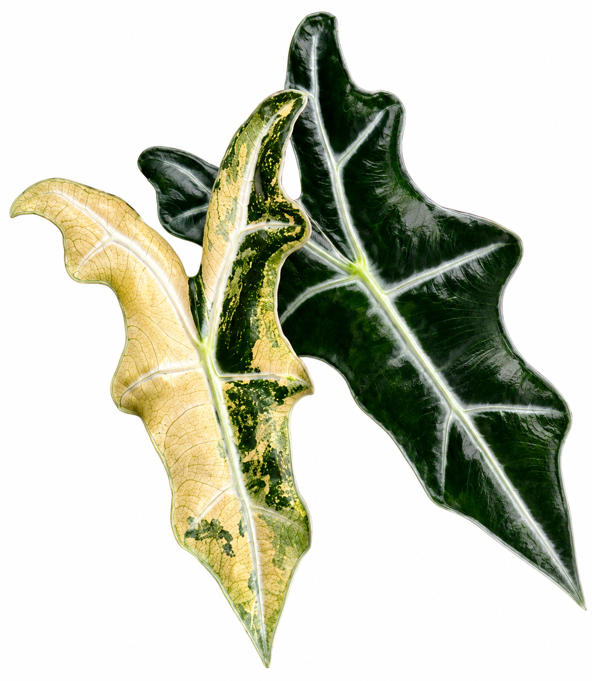 Nobilis Aurea Variegated