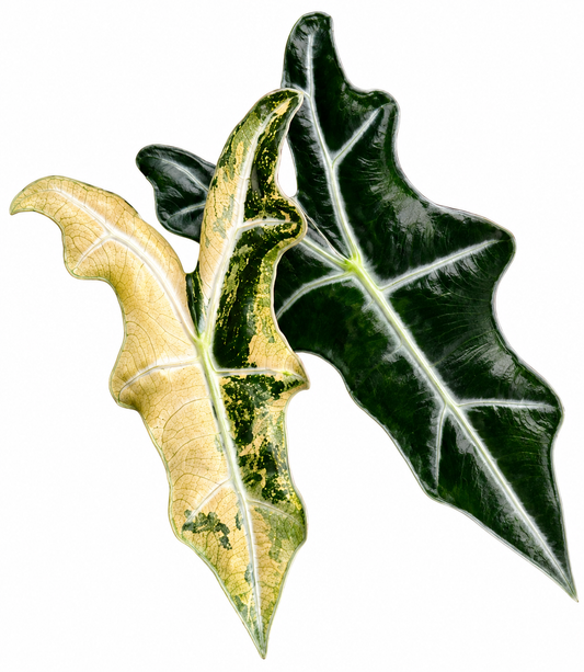 Nobilis Aurea Variegated