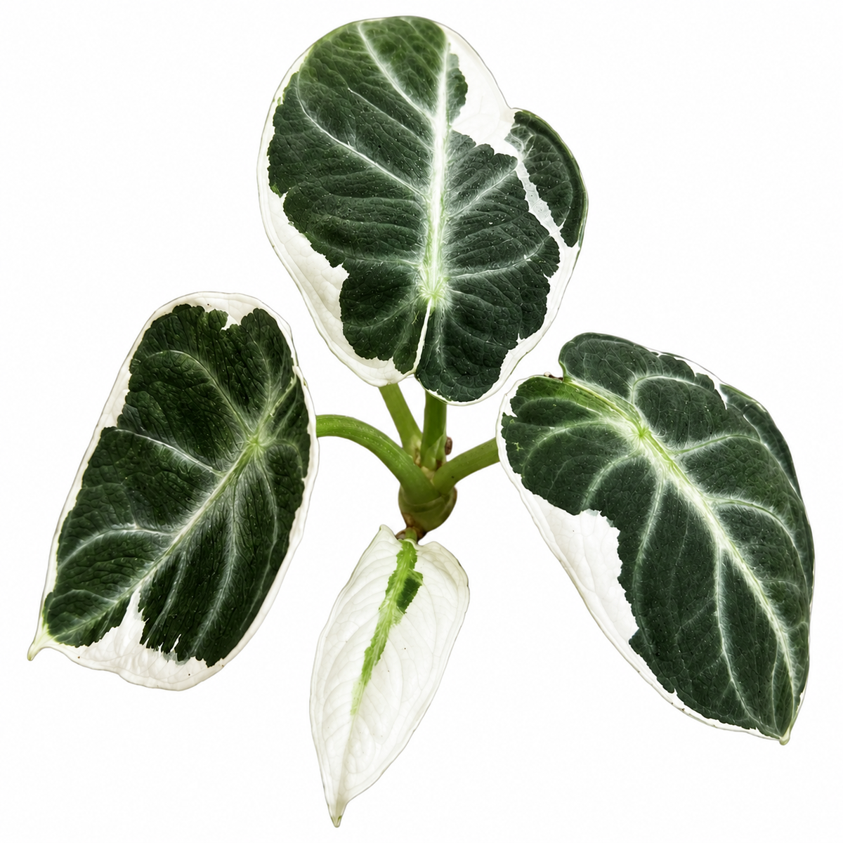 Ninja Albo Lava Variegated