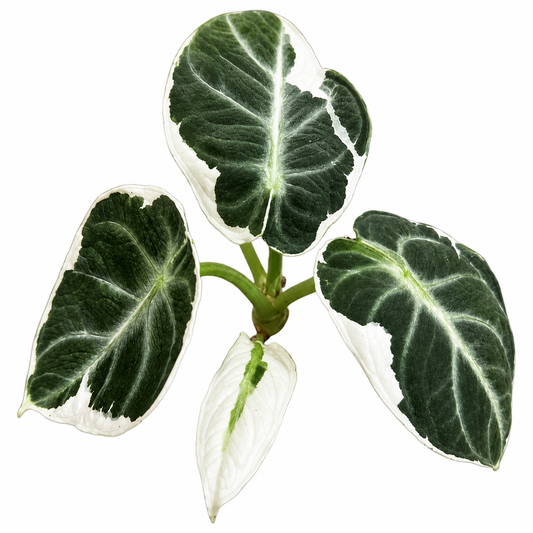 Ninja Albo Lava Variegated