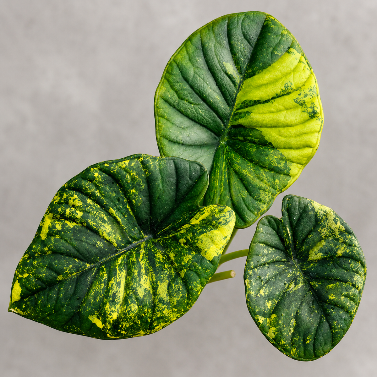 Nebula Aurea Variegated
