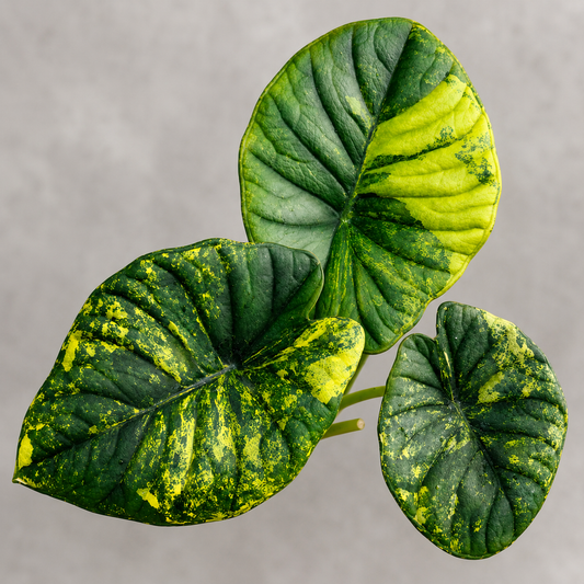 Nebula Aurea Variegated