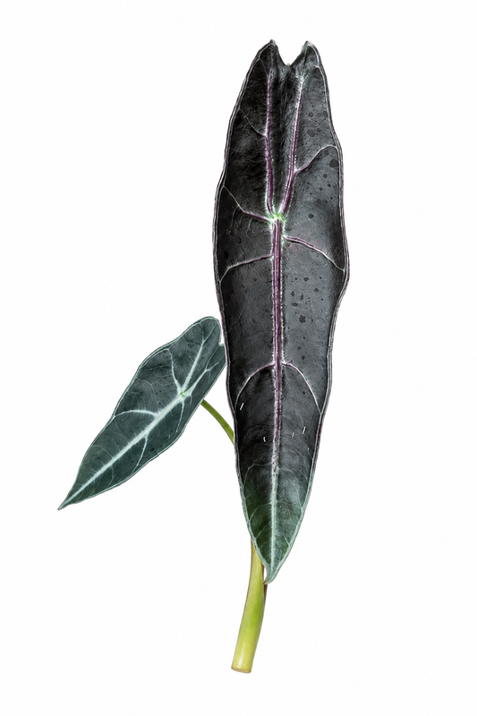 Longiloba Purple