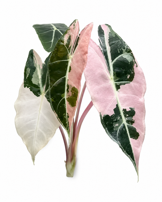 Longiloba Grandis Pink Variegated