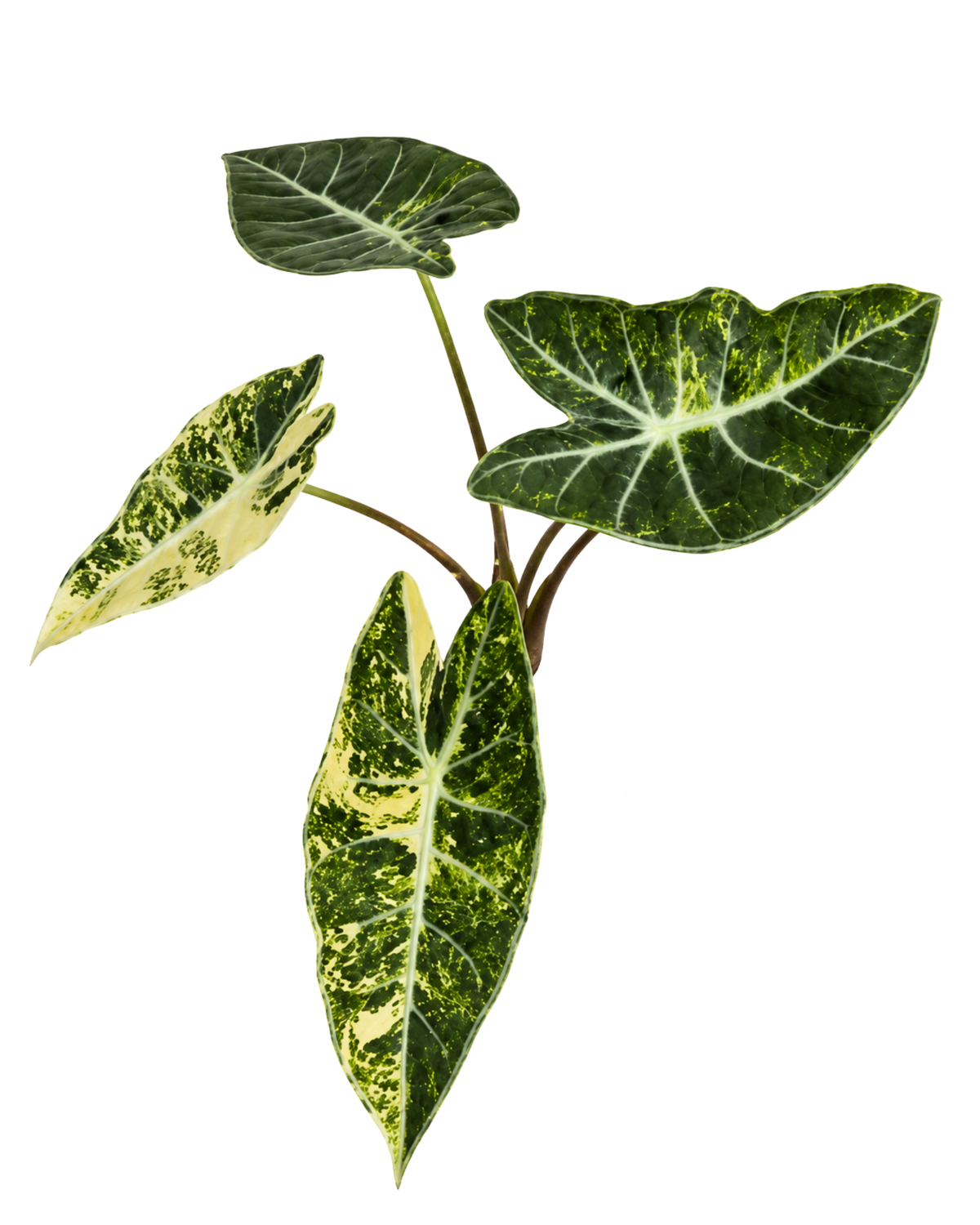 Longiloba Grandis Aurea Variegated