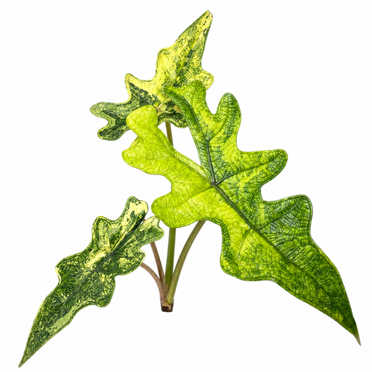 Jacklyn Aurea Variegated