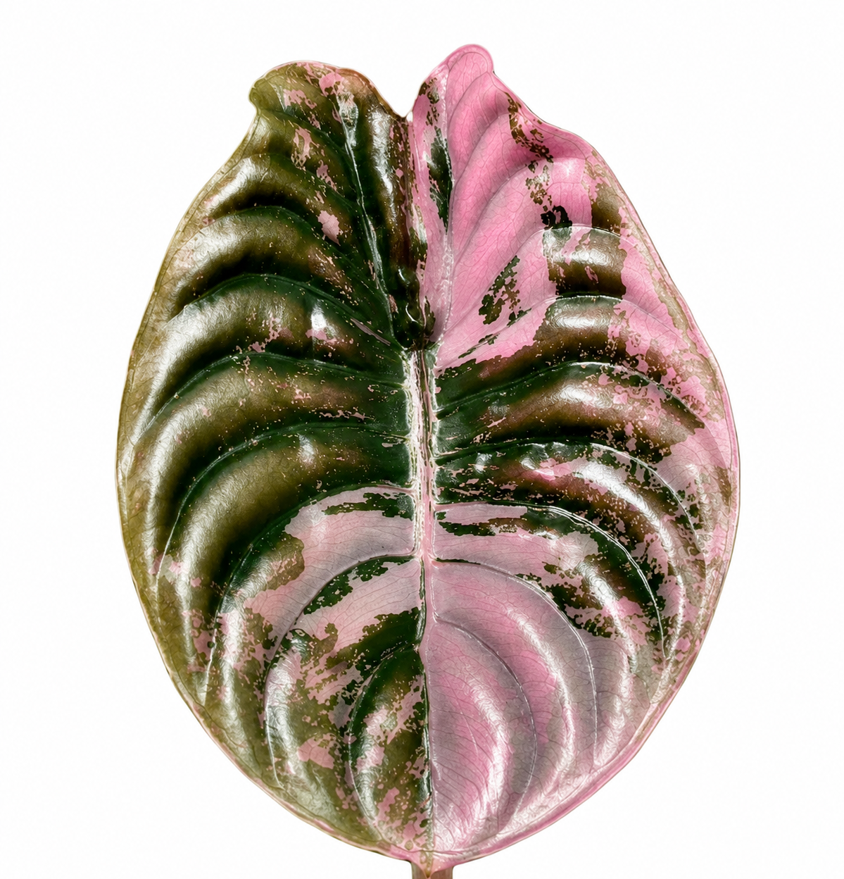 Cuprea Red Secret Variegated Super Pink