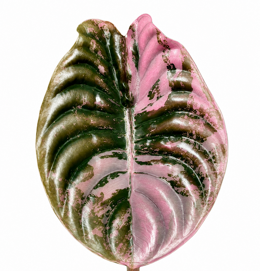 Cuprea Red Secret Variegated Super Pink
