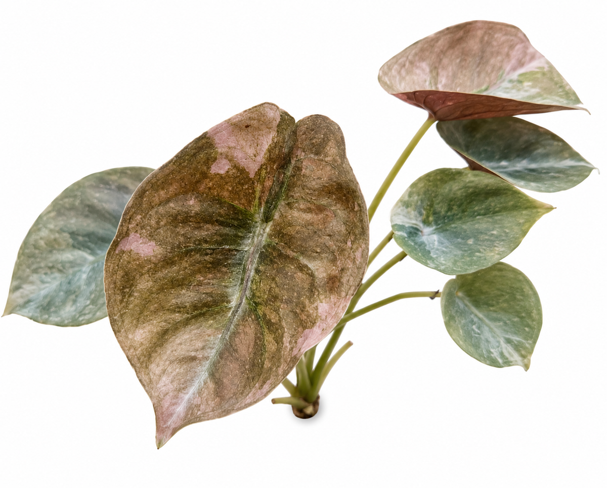 Cuprea Mint Variegated