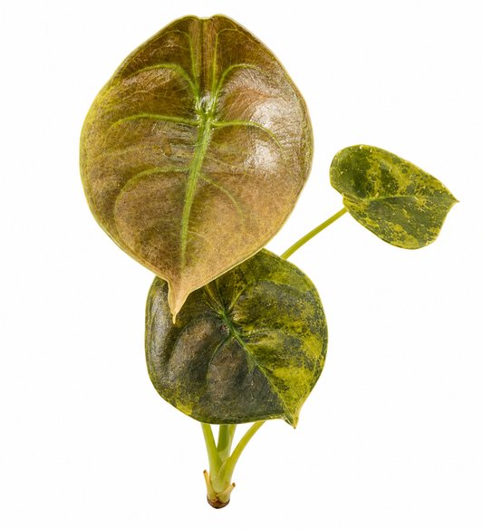 Cuprea Aurea Variegated Latte