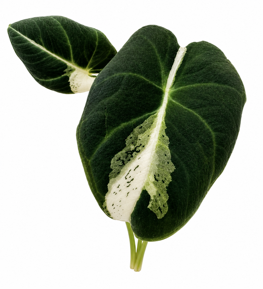 Black Velvet Dalmatian Variegated