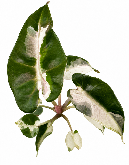 Bambino Lava Variegated